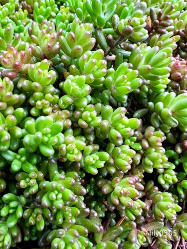 Sedum album green ice stone - 30,
