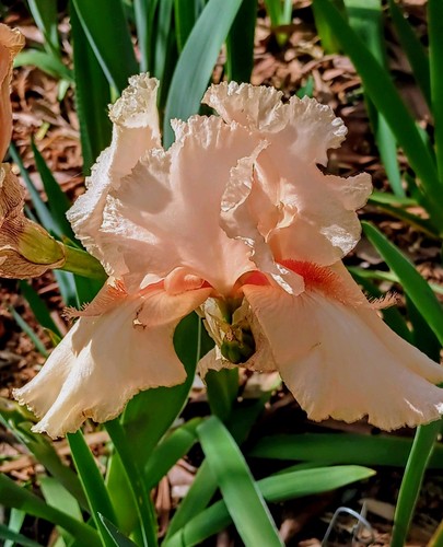 Peach iris az - peach,