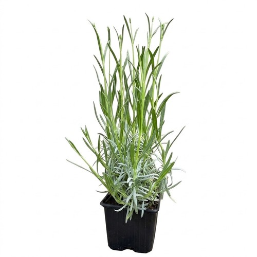 Live lavender plant - live, phenomenal