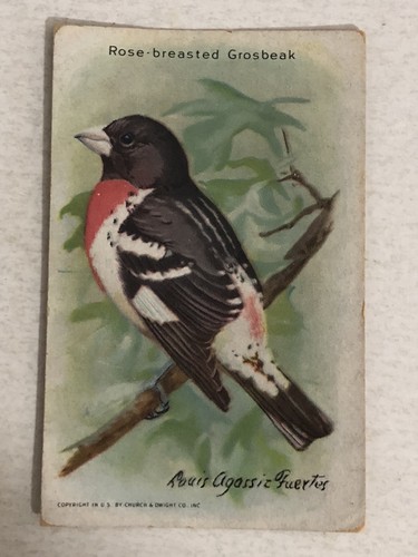 Rose breasted grosbeak useful - breasted,