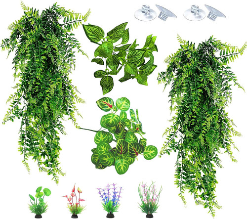 Reptile plants for terrarium - plants,