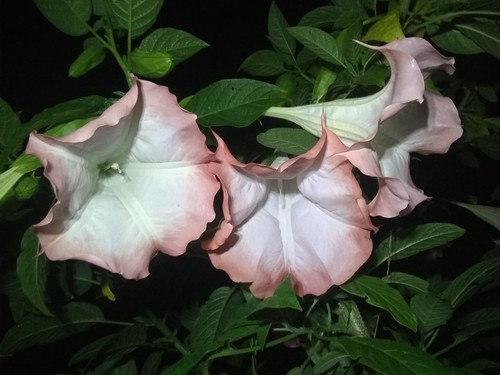 Angels trumpet cuttings - trumpet, 50