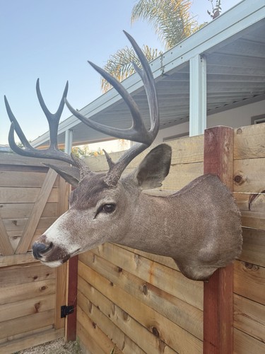 Real whitetail deer - whitetail,