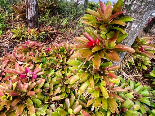 Neoregelia fireball - neoregelia, 'fireball'