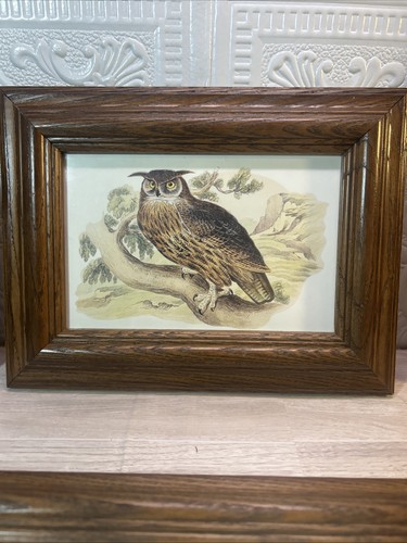 Vintage owl bird wall art - vintage,