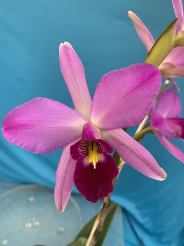 Laelia anceps ten - laelia,