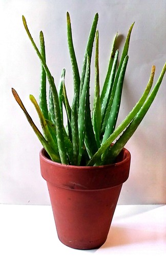Aloe vera live organic bare - aloe,