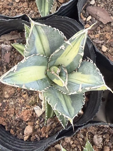 Agave titanota sad agavaceae - agave,