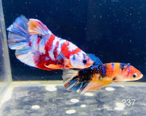 Betta nemo multicolor breeding - multicolor,
