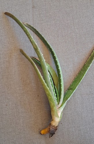 Aloe vera savila medicinal - "savila",