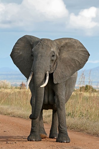 Elephant looking camera - elephant,