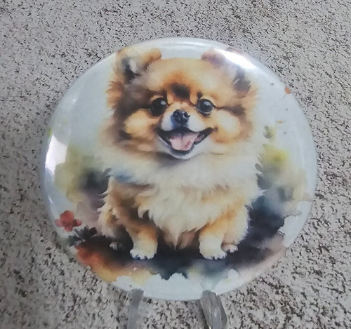 Adorable pomeranian - adorable,