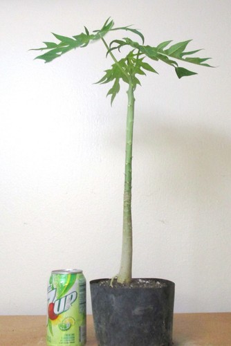 Mexican papaya for unique