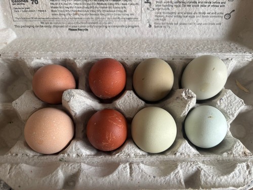 Fresh and fertile hatching - and,