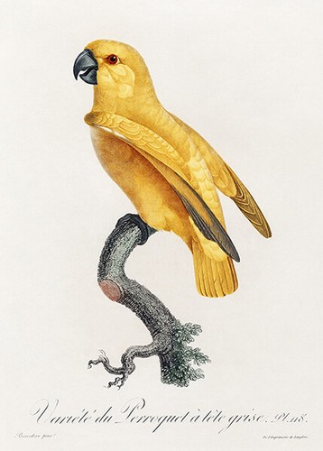Senegal parrot yellow 1800 s - senegal,