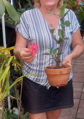 Euphorbia crown of thorns - euphorbia,